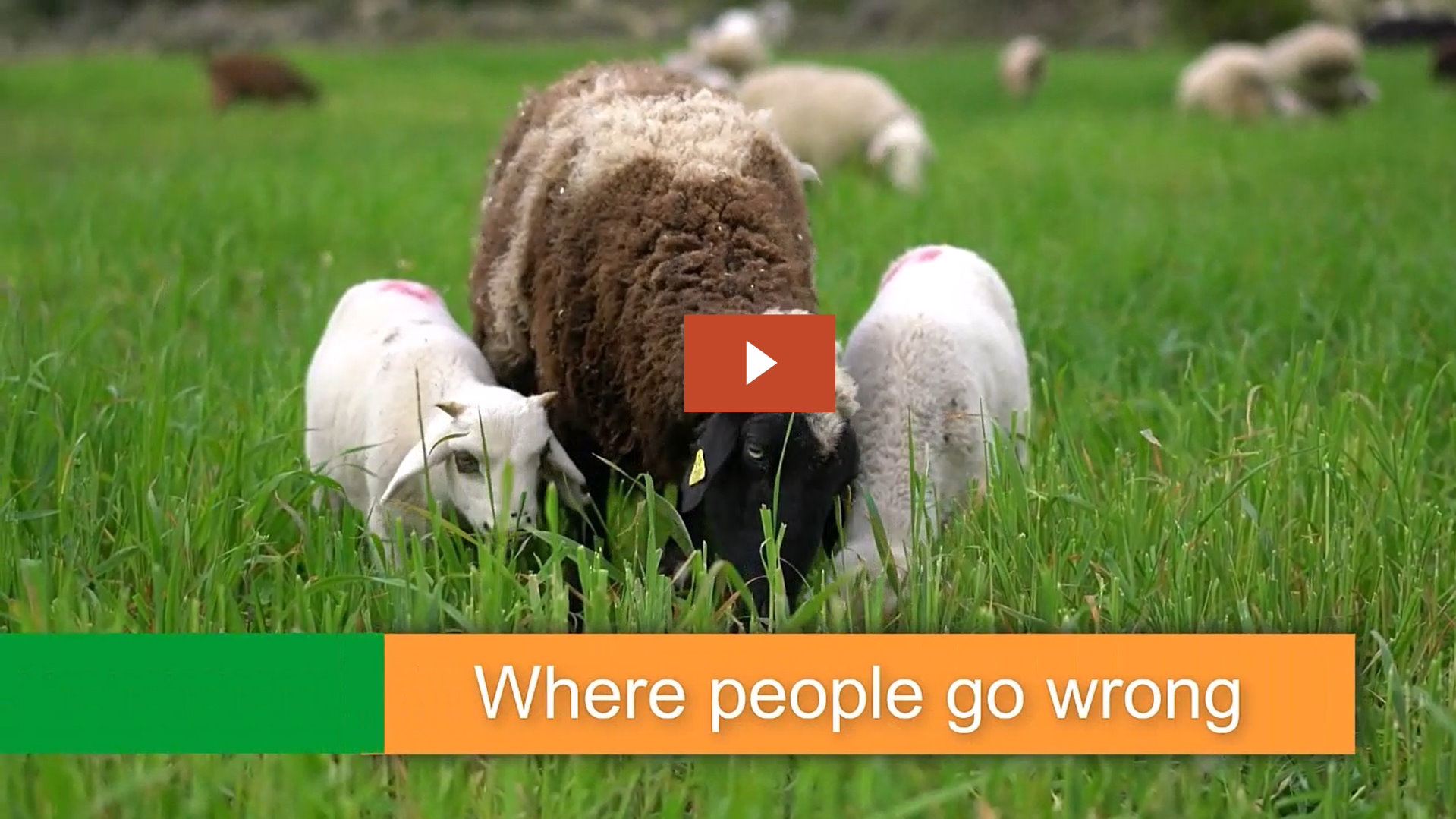 The 7 reasons young animals don't thrive free webinar