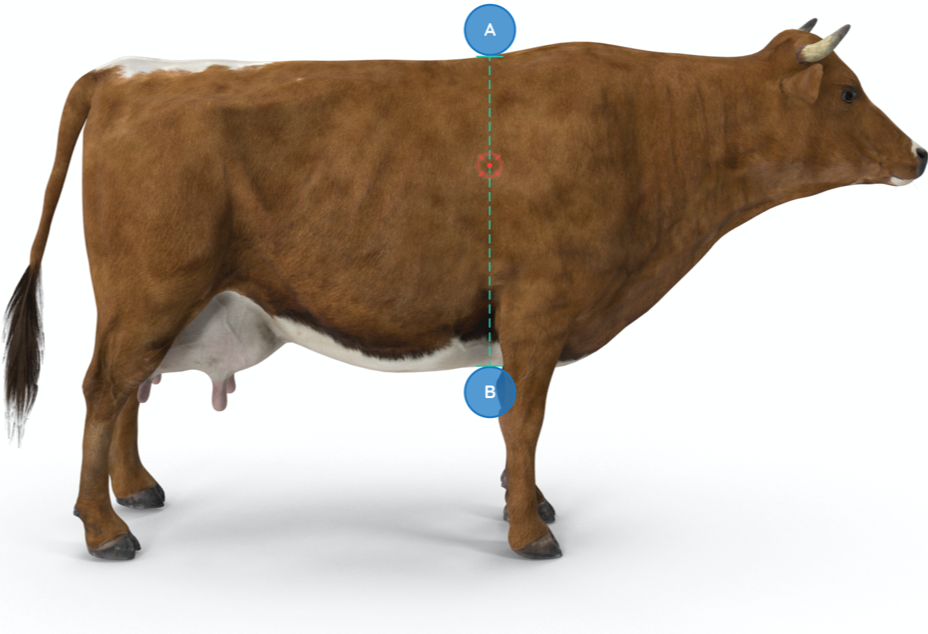 agroninja measure digital cattle body parameters measurement