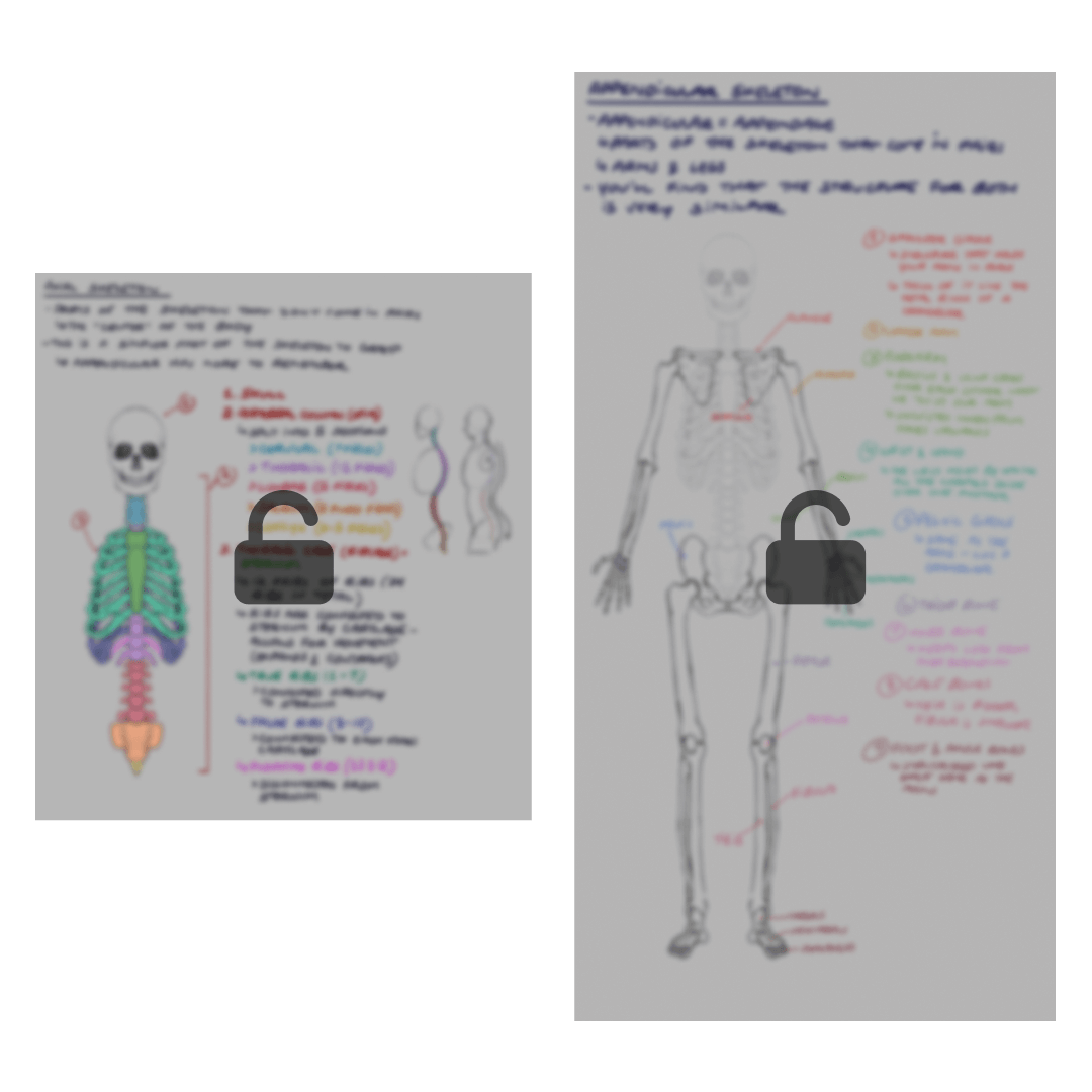Skeleton notes preview and video thumbnails