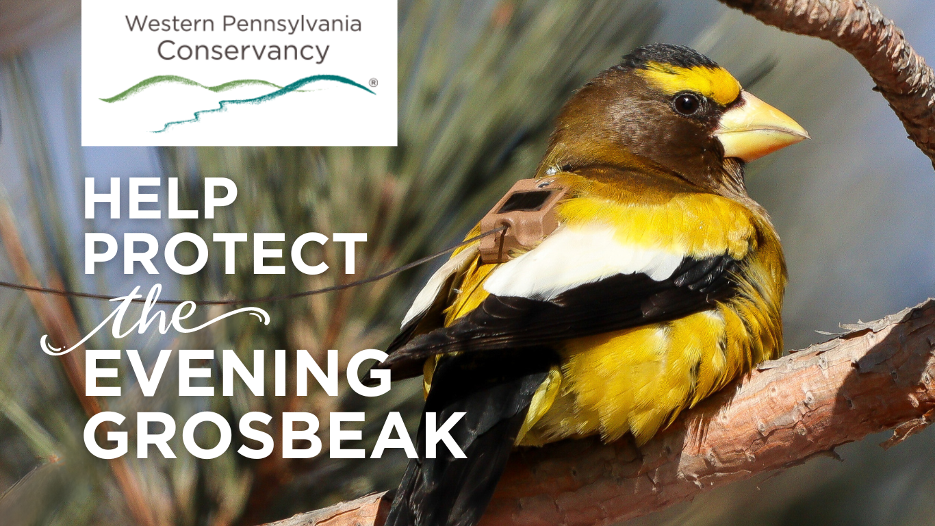 The words Help Protect The Evening Grosbeak  overlaid on an image of a black and yellow bird wearing a nano transmitter.