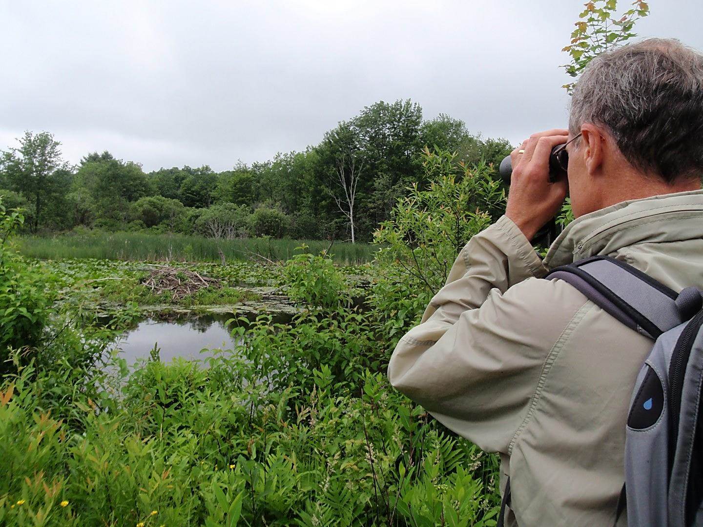 Man views a beaver den though binoculars while exploring a trail in West Branch French Creek Conservation Area