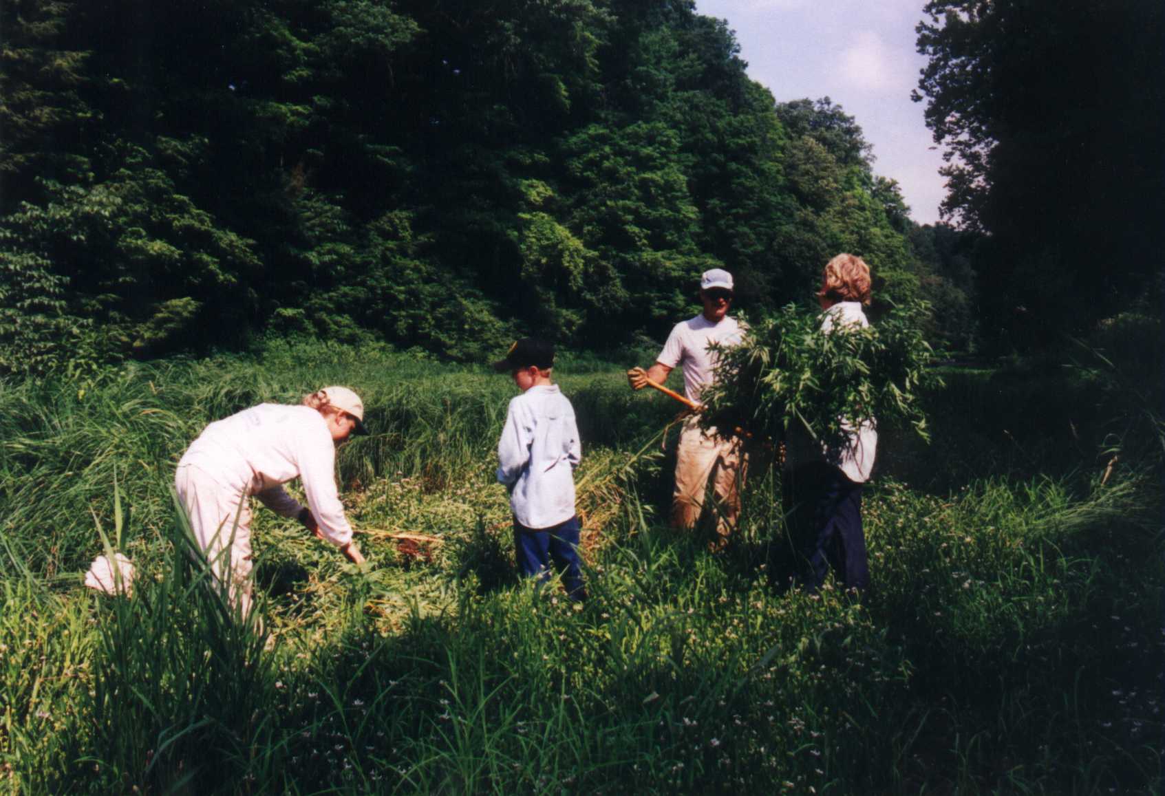 View of volunteers removing invasive plants.