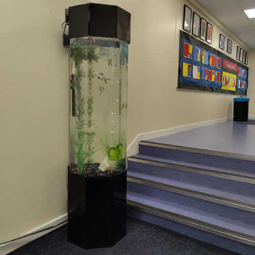 AquaFanatics_just_add_food_aquarium_rental_hire_school4