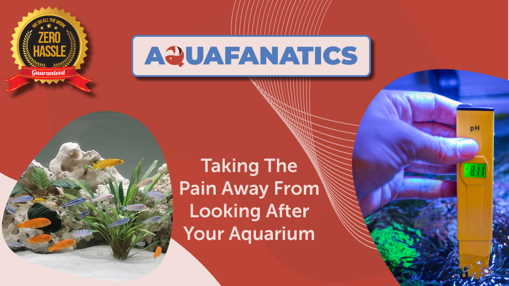 AquaFanatics Aquarium Maintenance Aquarium Hire Aquarium Rental Fish Tank Hire Fish