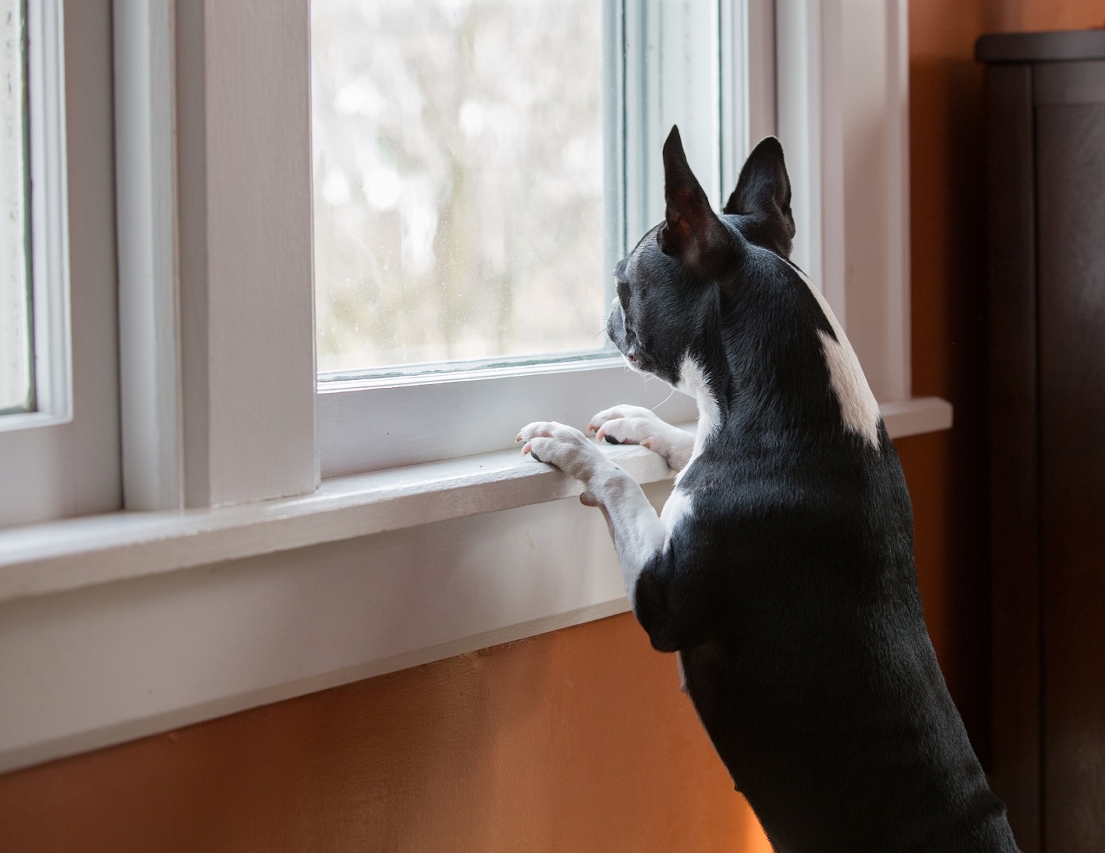 Dog looking out window