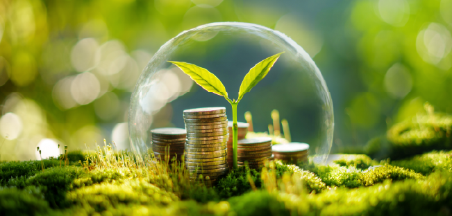 Imagen de una planta y monedas como símbolo de rentabilidad en el ahorro a corto plazo