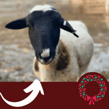 A christmas story recipes