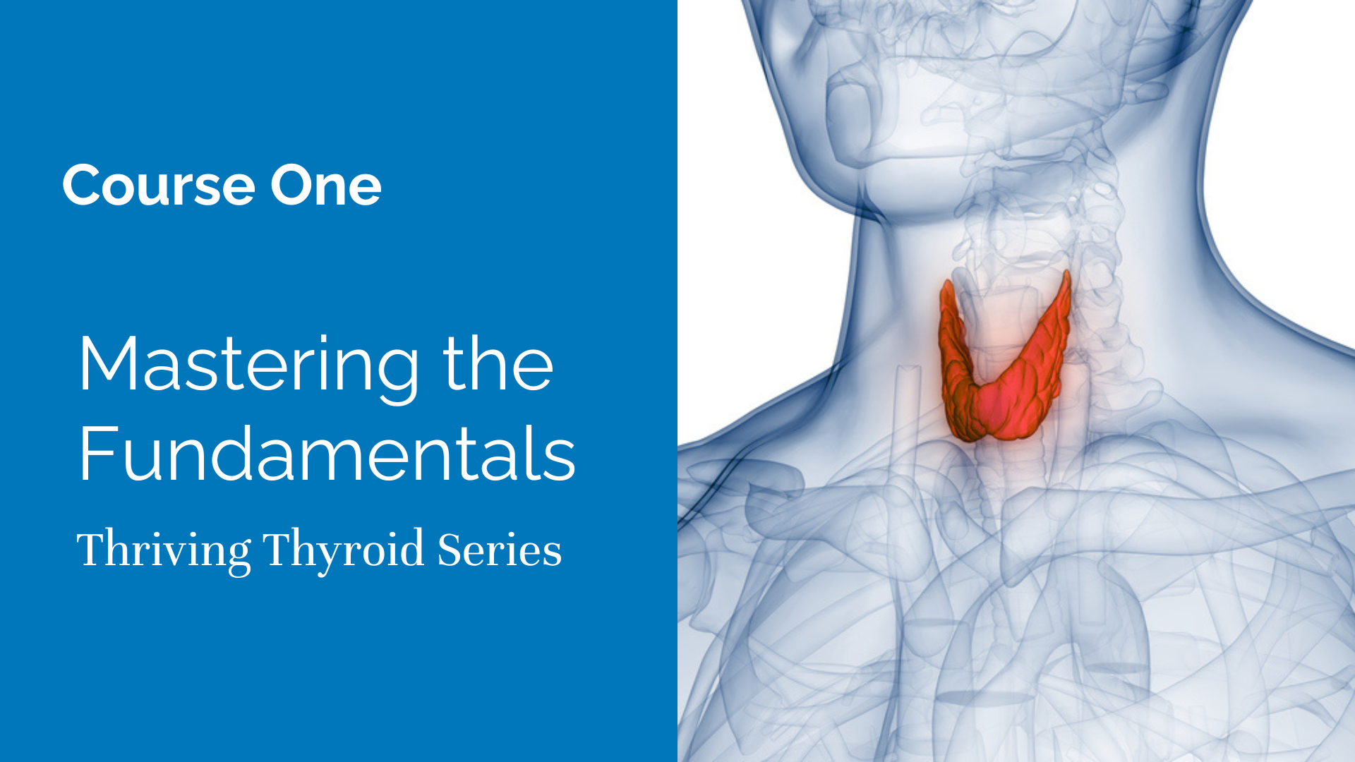 Thriving Thyroid Series Course One – Mastering the Fundamentals with thyroid illustration.